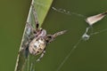 Larinioides cornutus, the furrow spider, furrow orb spider, or foliate spider is an orb-weaver spider, Crete