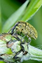 Larinus sturnus, weevil Royalty Free Stock Photo