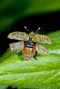 Larinus sturnus, weevil Royalty Free Stock Photo