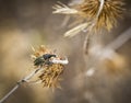 Larinus sturnus - Weevil Curculionidae beetle on a dry thistle Royalty Free Stock Photo