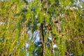 Larix branches and cones