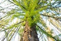 Larix decidua, the European larch as a background Royalty Free Stock Photo