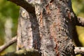 Larix decidua - European larch