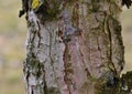 Larix decidua - European larch