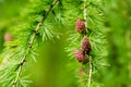 Larix decidua, European larch