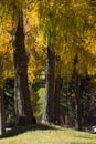 Larix decidua (larch) Royalty Free Stock Photo