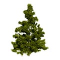 Larix decidua, tree known by the names of alerce, cedar, European larice or European larch Royalty Free Stock Photo