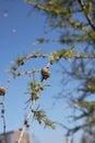 Larix evergreen tree Royalty Free Stock Photo