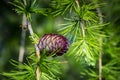 Larix gmelinii or the Dahurian larch. Cone on a coniferous tree close up