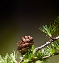 Arix kaempferi carriere, pinaceae, tree branch