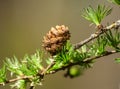 Larix kaempferi carriere, pinaceae, tree branch