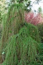 Larix kaempferi Stiff Weeping in botany