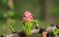 Larix - larch flower Royalty Free Stock Photo