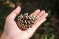 Larix leptolepis