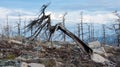 Larix ochotensis (Larch), dead forest