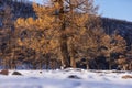 Larix sibirica Ledeb (Pinaceae)