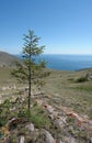 Larix sibirica (Siberian larch or Russian larch), growing on the rocky slope in area of Aya bay, plateau Ulan-Zaba,