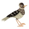 Lark bird, a brown motley feathered bird, stands on its paws. Isolated vector character Royalty Free Stock Photo