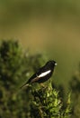 Lark Bunting Royalty Free Stock Photo