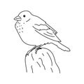 Lark bunting bird illustration vector Royalty Free Stock Photo