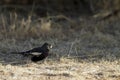 Lark Bunting, Calamospiza melanocorys Royalty Free Stock Photo