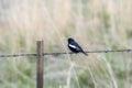 Lark Bunting Calamospiza melanocorys Perched on a Barbed Wire Fence on the Plains o Royalty Free Stock Photo