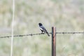 Lark Bunting Calamospiza melanocorys Perched on a Barbed Wire Fence on the Plains Royalty Free Stock Photo