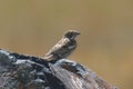 Lark Bunting melanocoorys calamoospiza Royalty Free Stock Photo