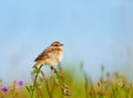 Lark on a flower Royalty Free Stock Photo