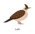Lark isolated on white background. Beautiful forest passerine bird, adorable woodland songbird. Funny birdie. Avian Royalty Free Stock Photo