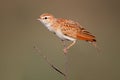 Lark, Kalahari, South Africa