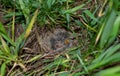Lark nest with little birdies