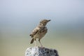 Lark sparrow