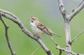 Lark Sparrow on branch