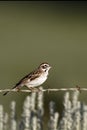 Lark Sparrow, Chondestes grammacus