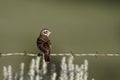 Lark Sparrow, Chondestes grammacus