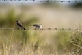 Lark Sparrow, Chondestes grammacus