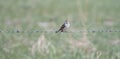 Lark Sparrow Chondestes grammacus On Barbed Wire Fence