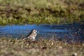 Lark Sparrow, Chondestes grammacus