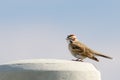 Lark Sparrow (Chondestes grammacus)