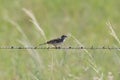 Lark Sparrow chondestes grammacus