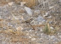 Lark Sparrow chondestes grammacus