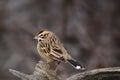 Lark Sparrow, Chondestes grammacus, perched on a dead branch