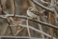 Lark Sparrow - Chondestes grammacus Royalty Free Stock Photo