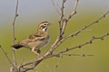 Lark Sparrow, Chondestes grammacus, perched in a tree