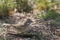 Lark Sparrow, Chondestes grammacus, relaxing on the ground