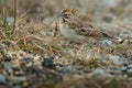 Lark Sparrow - Chondestes grammacus Royalty Free Stock Photo