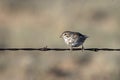 Young Lark Sparrow on a barbed-wire fence