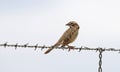 Lark Sparrow Looking Back