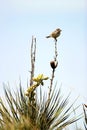 Lark Sparrow 604423